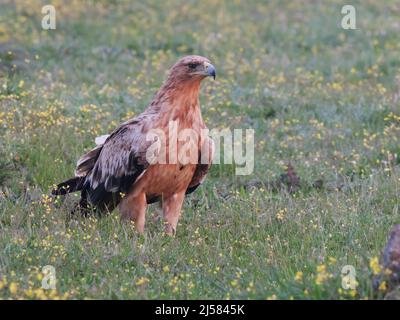 Kaiseradler (Aquila adalberti) Jungvogel sucht auf der bluehenden Wiese nach Fallwild, Extremadura, Spanien Foto Stock