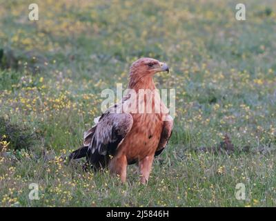 Kaiseradler (Aquila adalberti) Jungvogel sucht auf der bluehenden Wiese nach Fallwild, Extremadura, Spanien Foto Stock