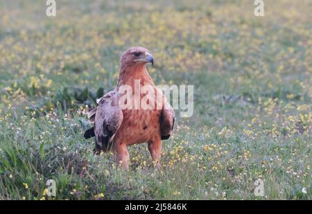 Kaiseradler (Aquila adalberti) Jungvogel sucht auf der bluehenden Wiese nach Fallwild, Extremadura, Spanien Foto Stock