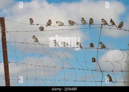 Weidensperling (Passer hispaniolensis) sitzen im Trupp im Wiesenzaun, Extremadura, Spanien Foto Stock