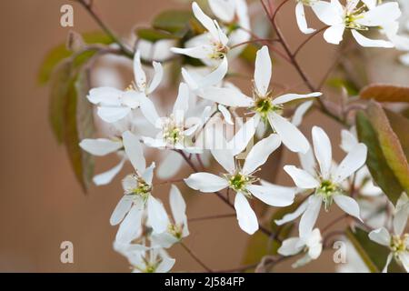 Kupfer-Felsenbirne (Amelanchier lamarckii), blueht, Velbert, Deutschland Foto Stock