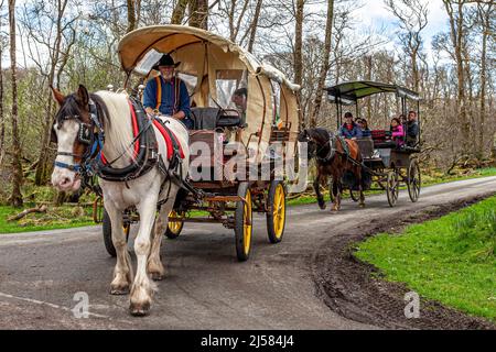 Jaunting Cars, Ross Castle, Killarney, County Kerry, Irlanda Foto Stock