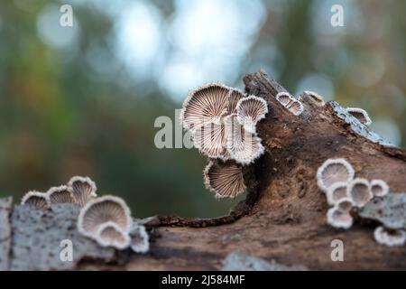 Gemeiner Spaltblaettling (Schizophyllum commune), waechst an Totholz im Wald, Velbert, Deutschland Foto Stock