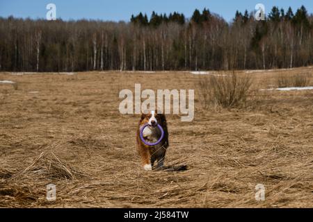 Cucciolo di pastore australiano rosso tricolore corre attraverso il campo con erba secca con giocattolo nei denti. Aussie si diverte all'aperto in una giornata di sole limpida. Foto Stock