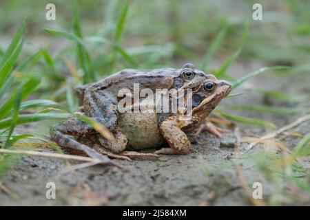 Grasfrosch (Rana temporaria), Paar auf Wiese waehrend der Amphibienwanderung, Velbert, Deutschland Foto Stock