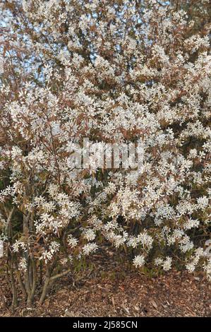 Juneberry (Amelanchier lamarckii) fiorisce in un giardino nel mese di aprile Foto Stock