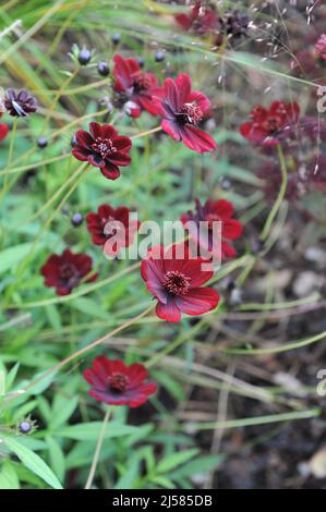 Il cosmo di cioccolato (Cosmos atrosanguineus) fiorisce in un giardino nel mese di ottobre Foto Stock