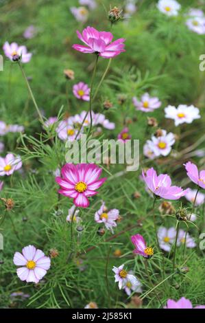 Bianco con bordi rosa cosmesi (Cosmos bipinnatus) Picotee fiorisce in un giardino nel mese di settembre Foto Stock