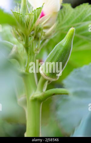 Impianto di okra in fiore in giardino Foto Stock