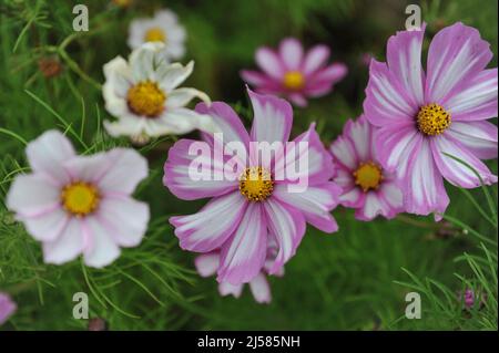 Bianco con bordi rosa cosmesi (Cosmos bipinnatus) Picotee fiorisce in un giardino nel mese di settembre Foto Stock