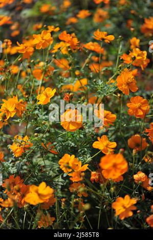 Cosmo giallo (Cosmo sulfureo) Cresta Arancio fiorisce in un giardino nel mese di settembre Foto Stock