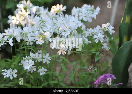 Sweet william (Phlox divaricata) Fuller's White fiorisce in un giardino nel mese di maggio Foto Stock