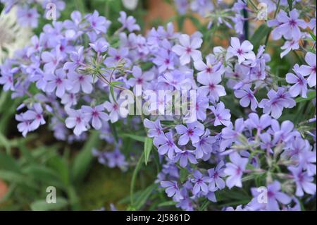 Dolce william (Phlox divaricata subsp. Laphami) Chattahoochee fiorisce in un giardino nel mese di maggio Foto Stock