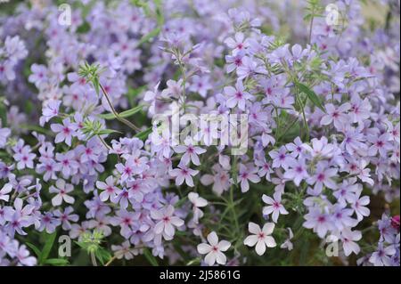 Dolce william (Phlox divaricata subsp. Laphami) Chattahoochee fiorisce in un giardino nel mese di maggio Foto Stock