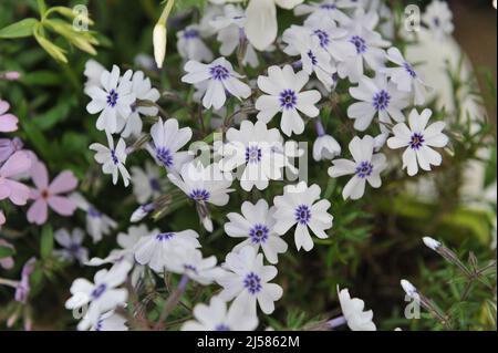 Bianco con un occhio blu muschio phlox (Phlox subulata) Baviera fiorire in un giardino nel mese di aprile Foto Stock