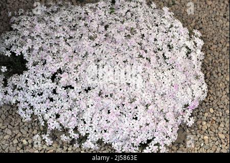 Bianco con strisce rosa muschio phlox (Phlox subulata) Candy Stripe fiorire in un giardino nel mese di maggio Foto Stock