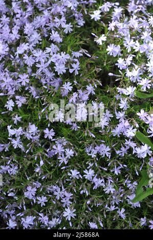 Muschio blu chiaro phlox (Phlox subulata) Smeraldo cuscino Blu fiore in un giardino nel mese di maggio Foto Stock