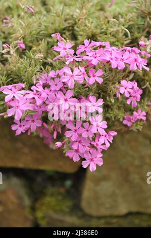 Muschio rosa phlox (Phlox subulata) Nettleton variazione con fogliame variegato fiorire in un giardino nel mese di maggio Foto Stock