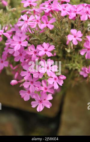 Muschio rosa phlox (Phlox subulata) Nettleton variazione con fogliame variegato fiorire in un giardino nel mese di maggio Foto Stock