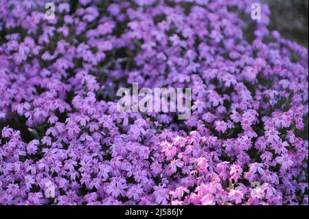 La muschio rosa phlox (Phlox subulata) Zwergenteppich fiorisce in un giardino nel mese di maggio Foto Stock