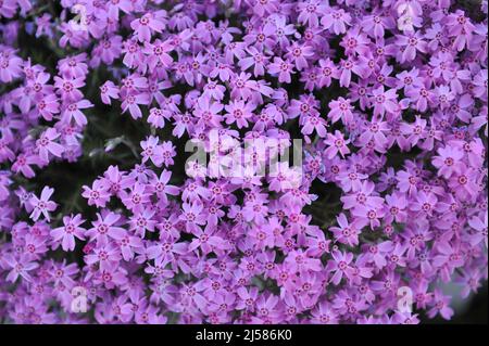 La muschio rosa phlox (Phlox subulata) Zwergenteppich fiorisce in un giardino nel mese di maggio Foto Stock