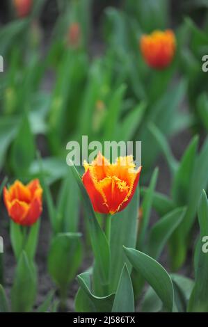 Tulipani con frange rosse e gialle (Tulipa) Fabio fiorisce in un giardino nel mese di marzo Foto Stock