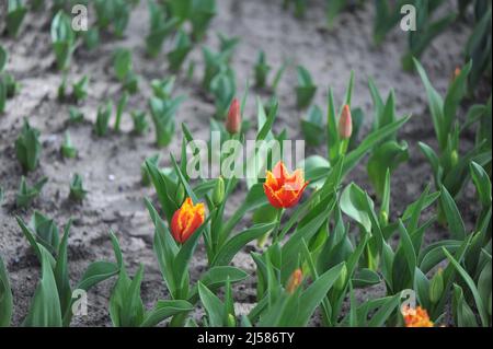 Tulipani con frange rosse e gialle (Tulipa) Fabio fiorisce in un giardino nel mese di marzo Foto Stock