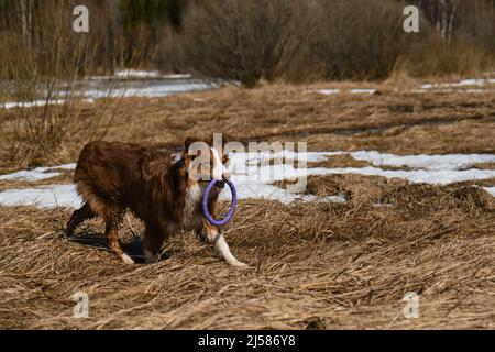 Cucciolo di pastore australiano rosso tricolore corre attraverso il campo con erba secca con giocattolo nei denti. Aussie si diverte all'aperto in una giornata di sole limpida. Foto Stock