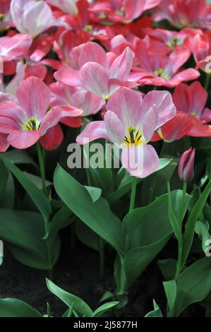 Tulipani Fosteriana rosa (Tulipa) Flaming Purissima fiorisce in un giardino nel mese di marzo Foto Stock