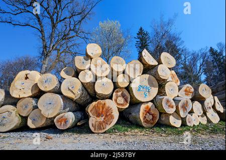 Pali di legno, tronchi d'albero blu, frassino e faggio, Kreuztal, Allgaeu, Baviera, Germania Foto Stock