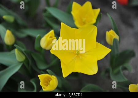 Tulipani gialli Triumph (Tulipa) l'amicizia 1998 fiorisce in un giardino nel mese di marzo Foto Stock