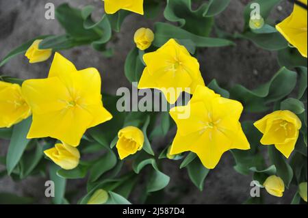 Tulipani gialli Triumph (Tulipa) l'amicizia 1998 fiorisce in un giardino nel mese di marzo Foto Stock
