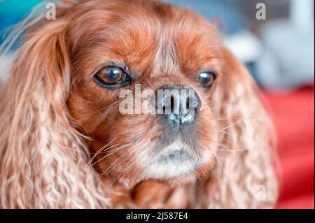 Ritratto von Einem Hund der Rasse Cavalier Re Charles Spaniel in der Musterung Ruby, Hannover, Niedersachsen, Germania Foto Stock