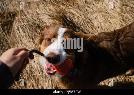 Il proprietario gioca con il cane che tiene la palla sulla corda in mano e le teases. Cucciolo morde giocattolo e cerca di portarlo via da umano. Giochi attivi con Australian S Foto Stock
