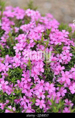 La muschio rosa phlox (Phlox subulata) Zwergenteppich fiorisce in un giardino nel mese di maggio Foto Stock