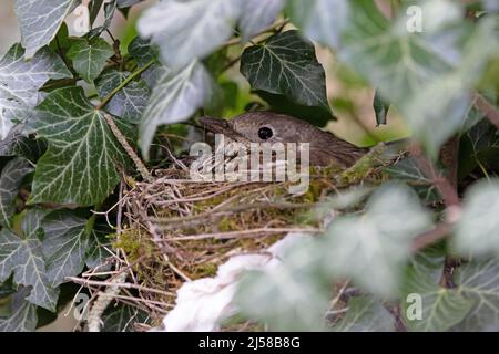 Mistle Thrush (Turdus visivorus) seduta sul nido Norwich GB UK Aprile 2022 Foto Stock