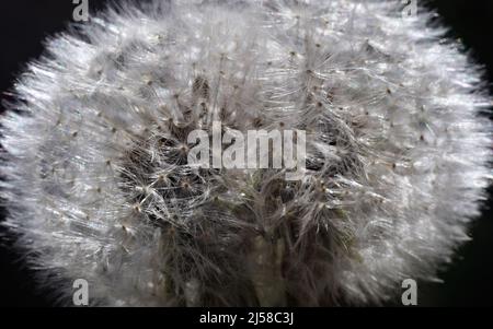 Primo piano della doppia sfera di semi di dente di leone Foto Stock