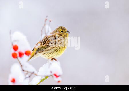 Yellowhammer (Emberiza citrinella) maschio che predica nella neve, gelo, inverno, alimentazione degli uccelli, cespuglio di rose, Riserva della biosfera dell'Elba centrale Foto Stock