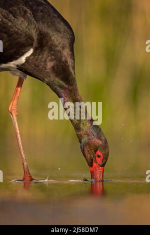 Cicogna nera (Ciconia nigra) testa ritratto, foraging, caccia in acqua, caccia, pesca, Parco Nazionale Kiskunsag, Ungheria Foto Stock