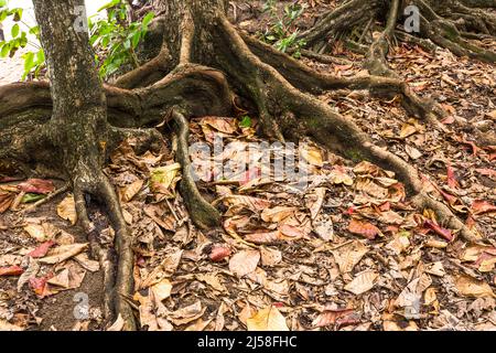 Radici di rinforzo su un albero tropicale deciduo al bordo di Kee Beach a Kauai, Hawaii. Foto Stock