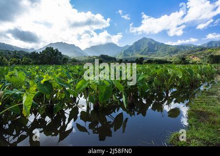 Piante di Taro, Colocasia esculenta, che crescono in un campo allagato in una fattoria nella Valle di Hanalei sull'isola di Kauai, Hawaii. Foto Stock