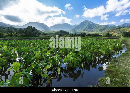 Piante di Taro, Colocasia esculenta, che crescono in un campo allagato in una fattoria nella Valle di Hanalei sull'isola di Kauai, Hawaii. Foto Stock