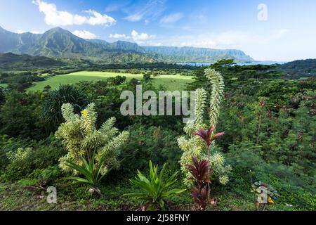 La Valle di Hanalei, la Baia di Hanalei e le montagne oltre da un punto di vista vicino Princeville, Kauai, Hawaii. In primo piano si trova un arbusto chiamato Song o Foto Stock