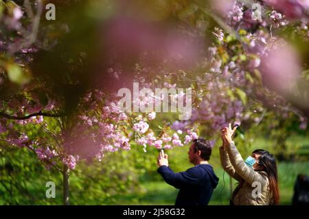 Le persone scattano fotografie di un viale di alberi in fiore a Greenwich Park, Londra, prima della Blossom Watch Day del 23 aprile, che incoraggia le persone a celebrare il fugace spettacolo stagionale. Data foto: Giovedì 21 aprile 2022. Foto Stock