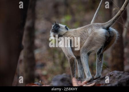 Langur grigio roaming nella zona più forrest. Foto catturata in Tiger safari, Madhya Pradesh, India Foto Stock