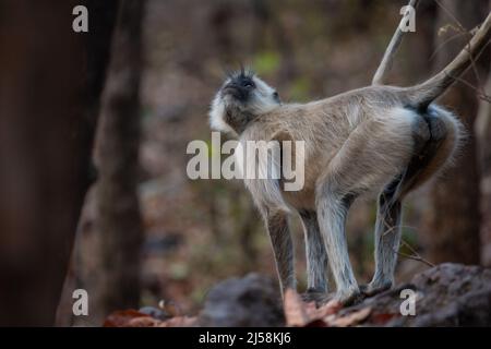 Langur grigio roaming nella zona più forrest. Foto catturata in Tiger safari, Madhya Pradesh, India Foto Stock