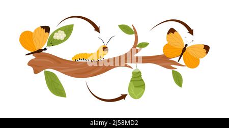 Concetto di ciclo farfalla Illustrazione Vettoriale