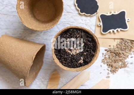 Semi di aneto, pentole biodegradabili e vista dall'alto degli attrezzi da giardino. Pianta di casa, giardinaggio interno e germinazione semi di erbe, su tavola bianca di legno Foto Stock