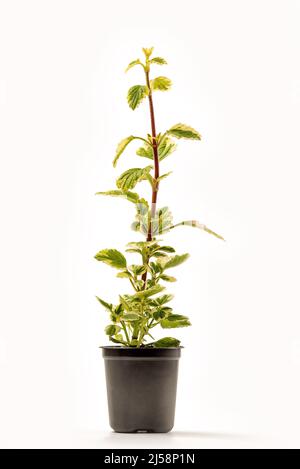 Plectranthus amboinicus o menta messicana variegata in una pentola isolata su sfondo bianco. Conosciuto anche come Tamjanika, Hilandarski bosiljak, Grcki bosilja Foto Stock