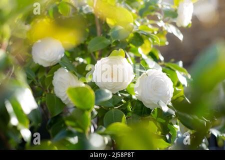 Fiore di camellia bianca in fiore durante la primavera. Bellissimi fiori in giardino Foto Stock